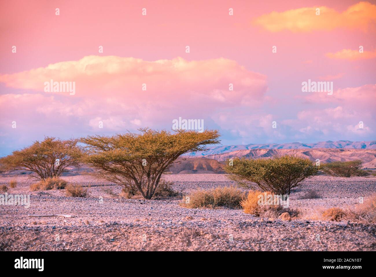 Desert trees in the early morning. Beautiful sunrise in the desert. View of the valley from the mountain in the background. The nature of Israel Stock Photo