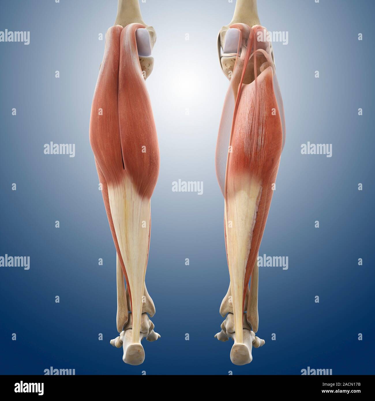 Calf muscles. Computer artwork of a posterior view of some of the ...