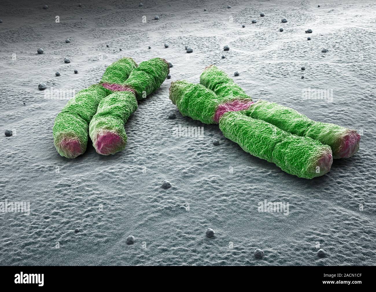 Chromosomes. Computer artwork of human chromosomes. Chromosomes are ...
