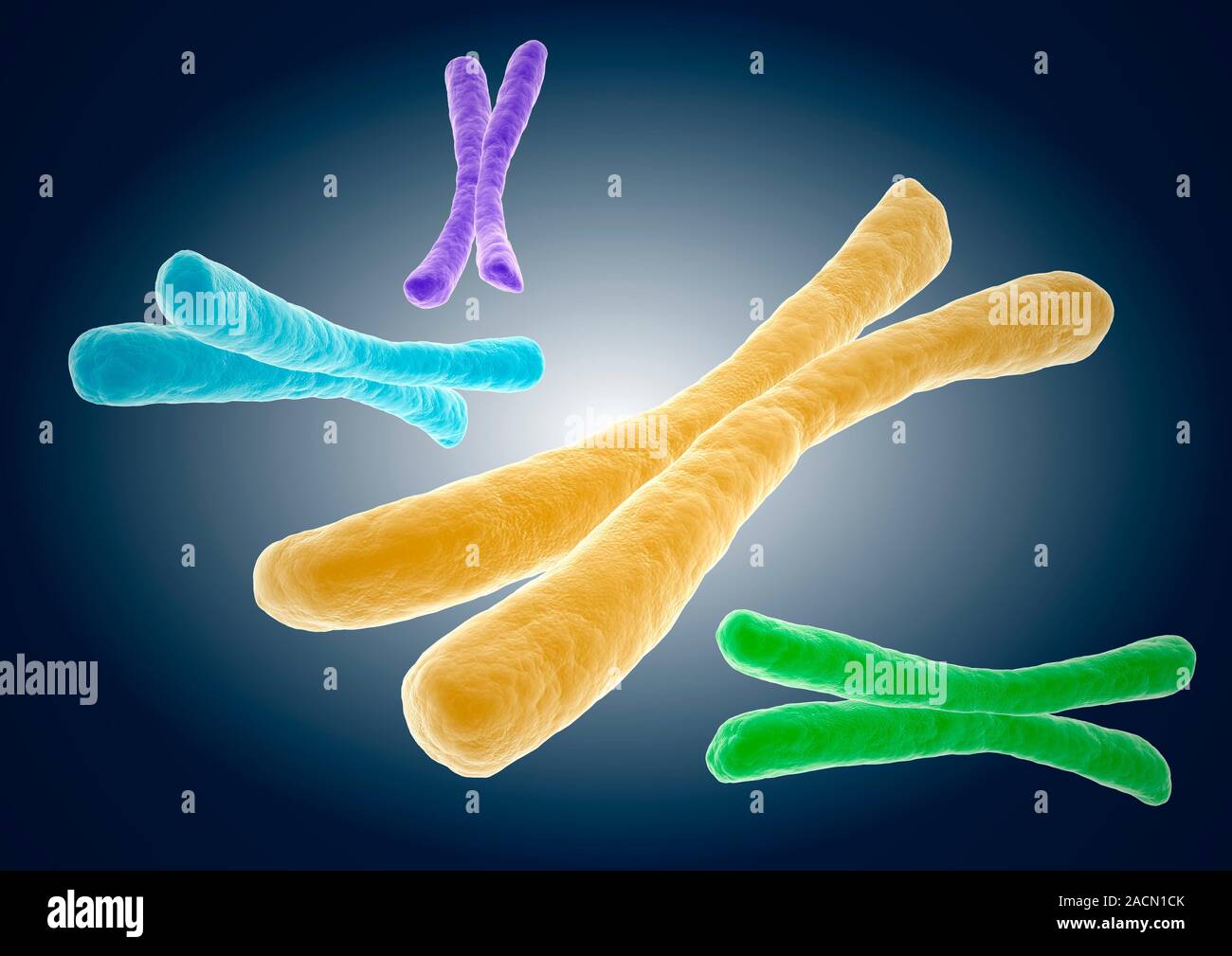 Chromosomes. Computer artwork of human chromosomes. Chromosomes are