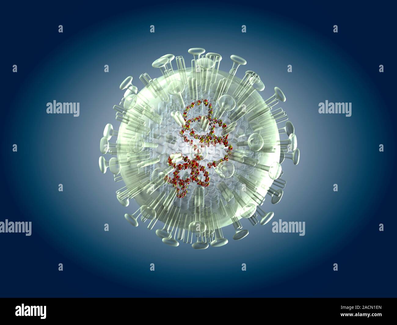 Bird flu virus particle. Computer artwork showing the internal and