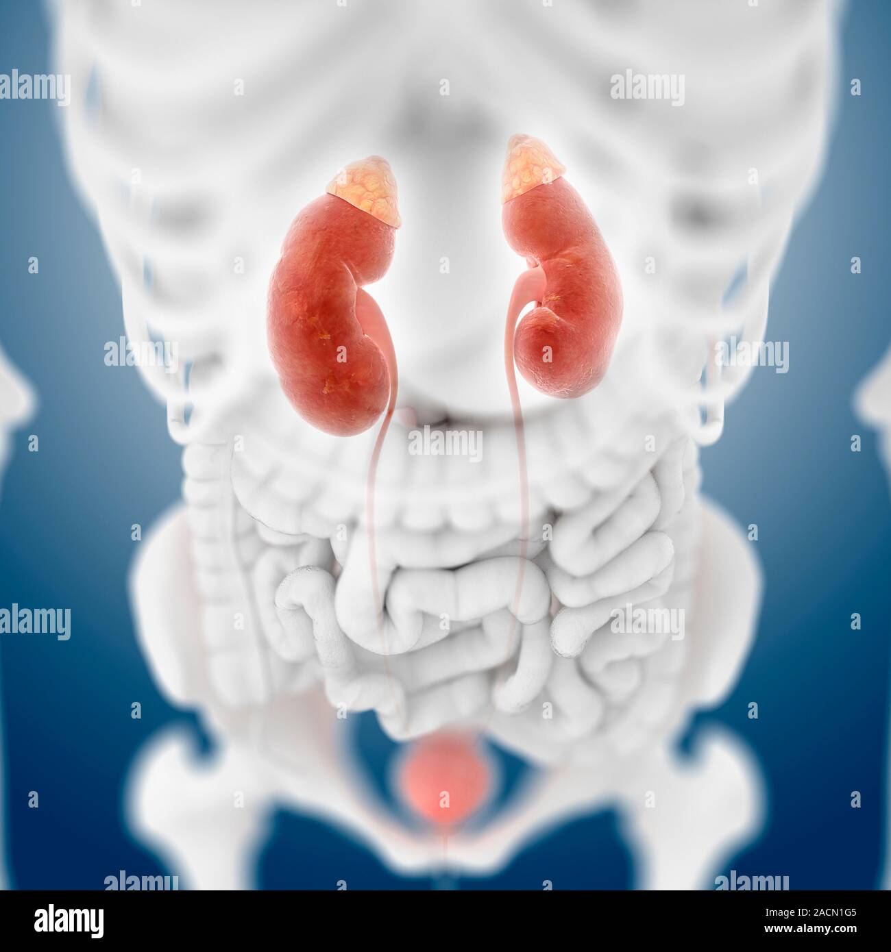 Kidney Desktop Urinary system. Computer artwork showing an anterior view of the ...