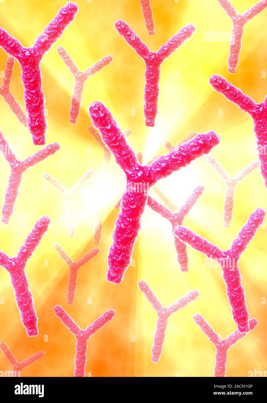 Antibodies. Computer artwork of antibody, or immunoglobulin, molecules