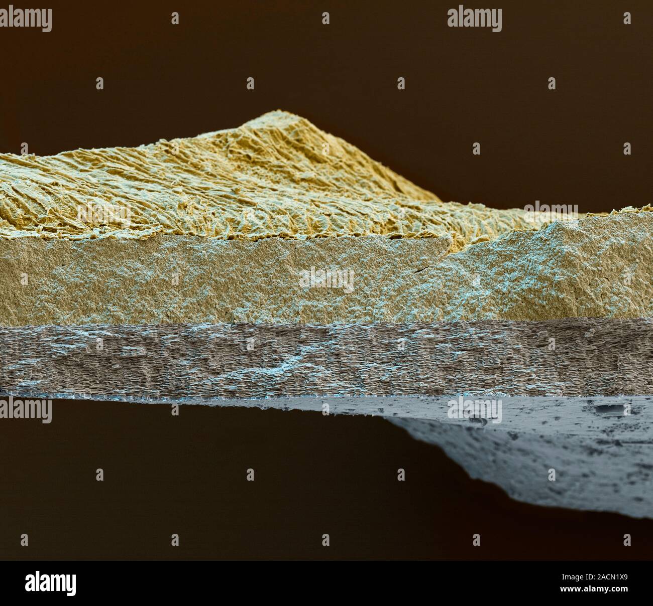 Abalone shell. Coloured scanning electron micrograph (SEM) of a section ...
