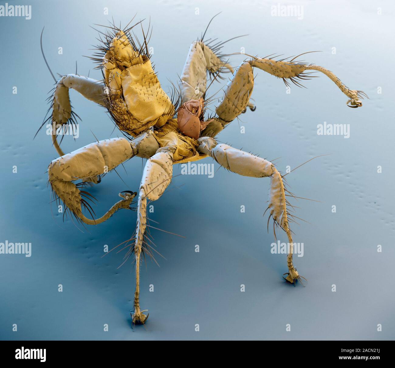 Bat fly. Coloured scanning electron micrograph (SEM) of a bat fly