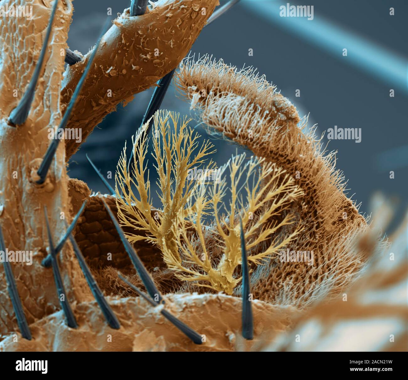 Bat fly. Coloured scanning electron micrograph (SEM) of hairs on the