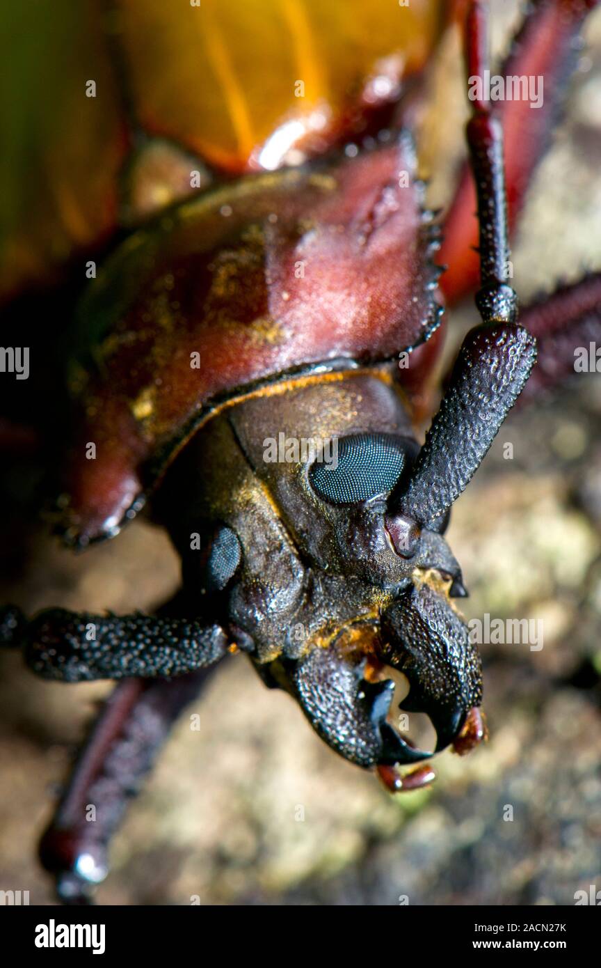 Longhorn beetle (family Cerambycidae). Photographed in Borneo, Malaysia