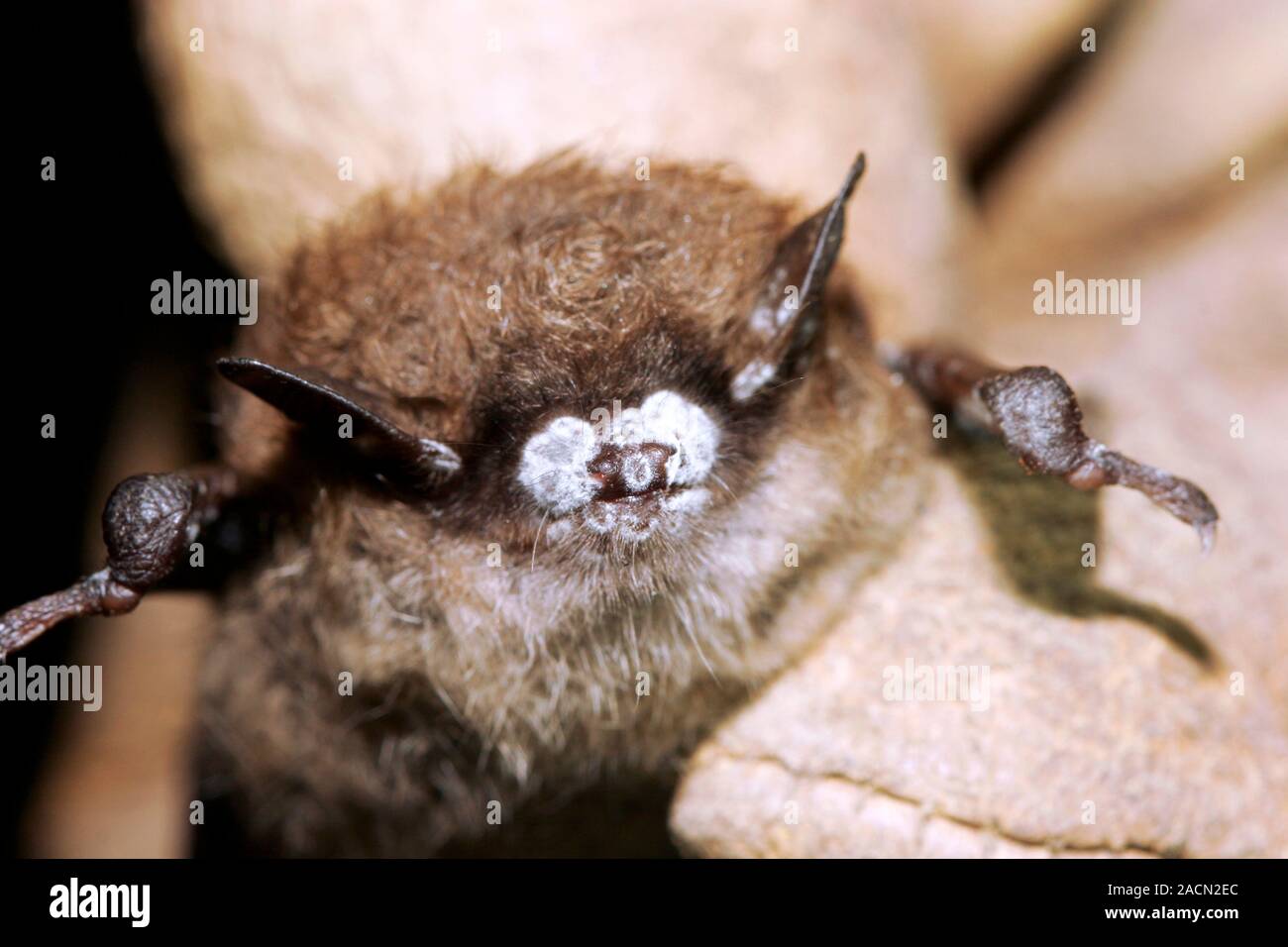 White Nose Syndrome In Bats Nose Of A Little Brown Bat Myotis 