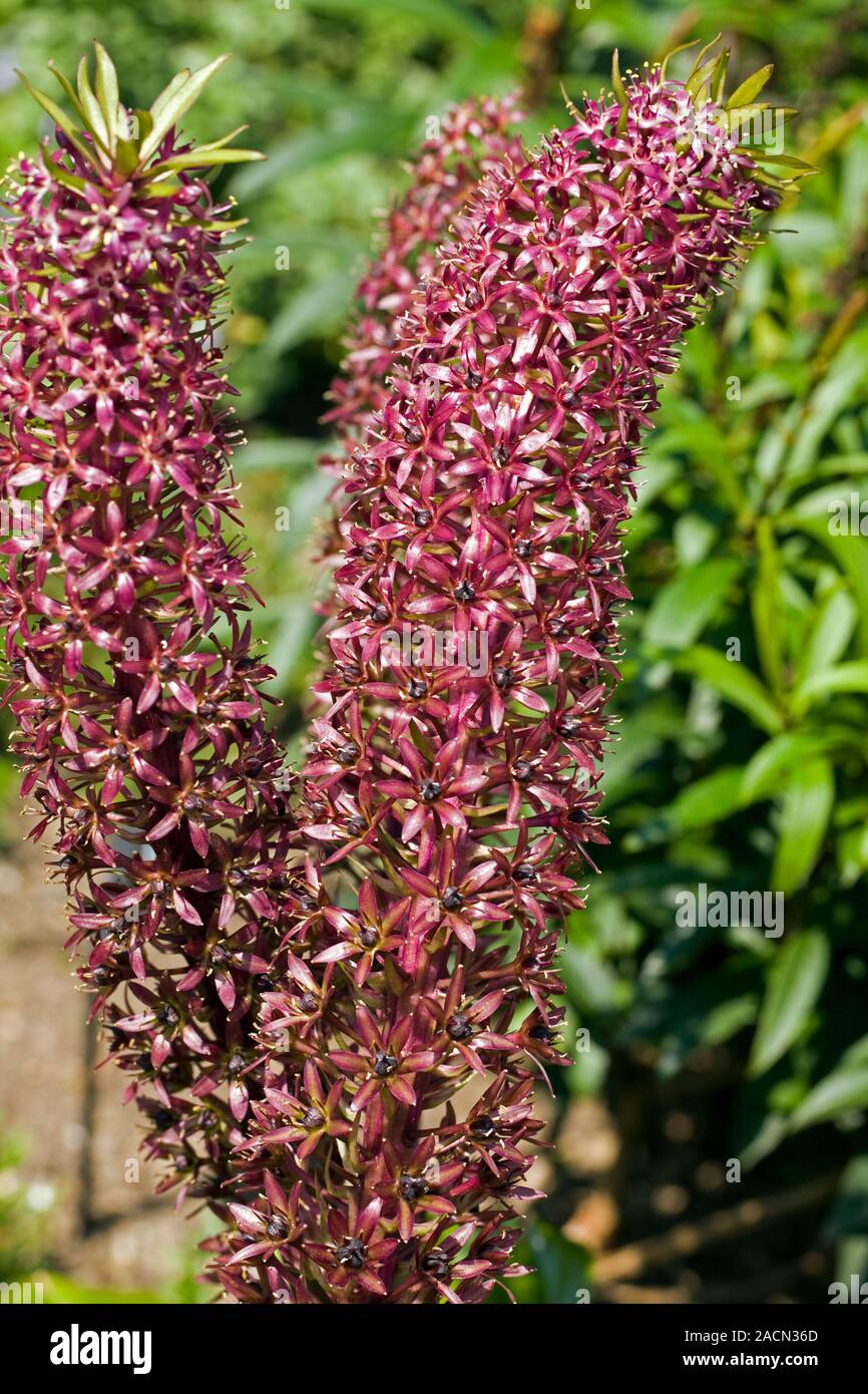Pineapple Lily comosa 'Sparkling Burgundy') flowering in
