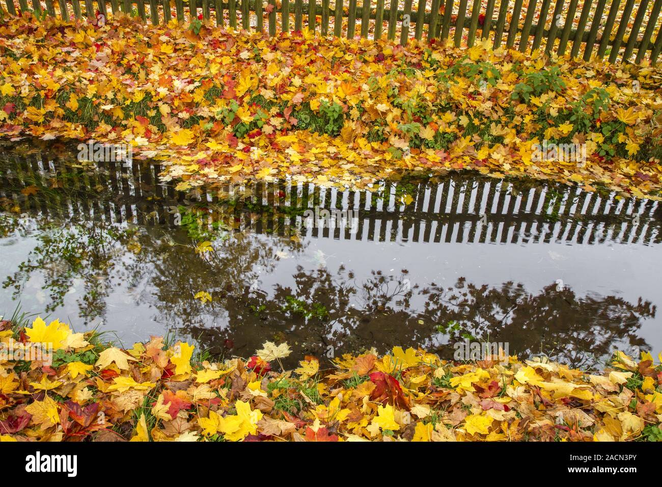 Leaves with autumn colouring on the water Stock Photo - Alamy