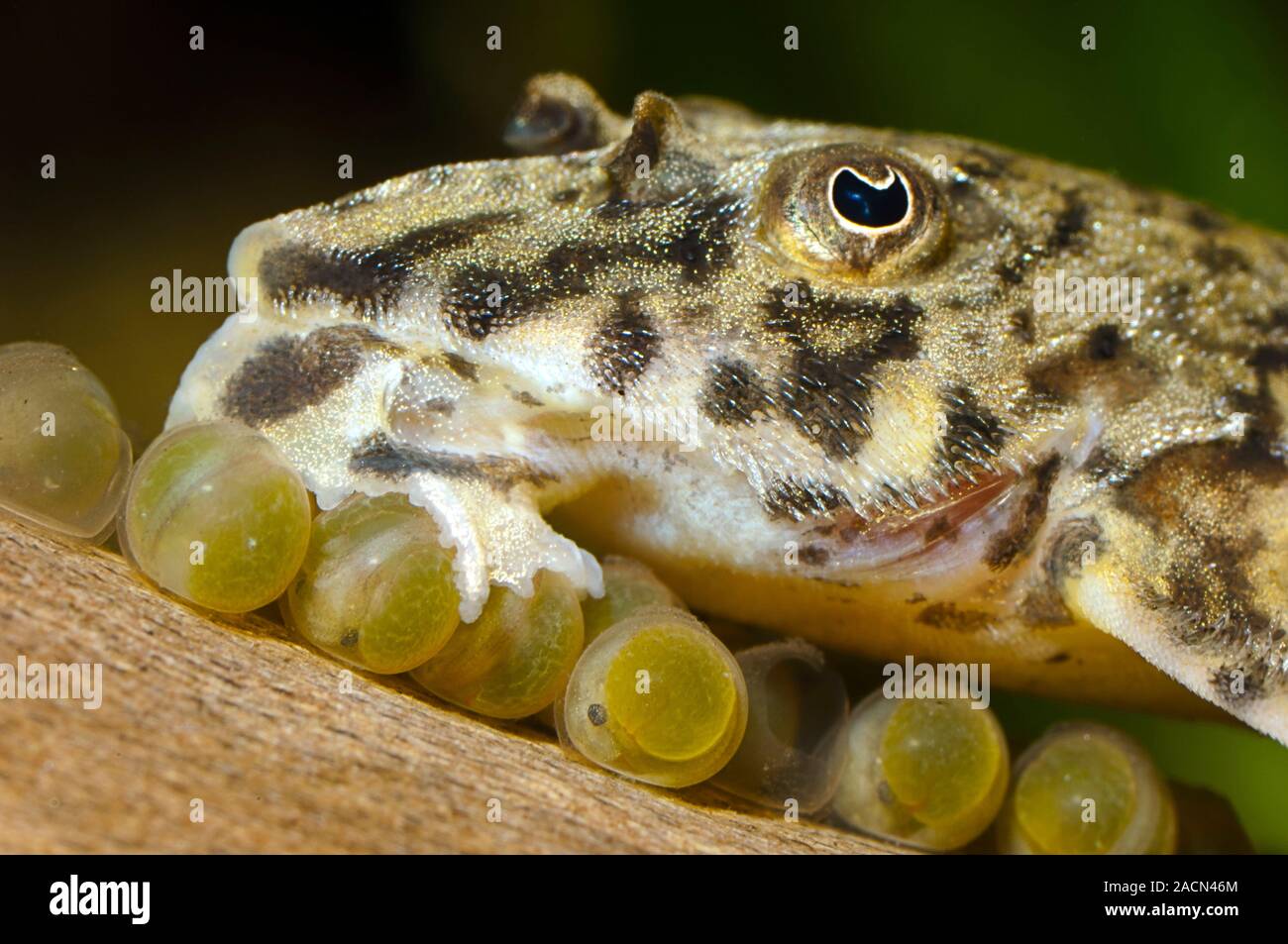 Armoured catfish with eggs. Closeup of a Loricaria sp. armoured