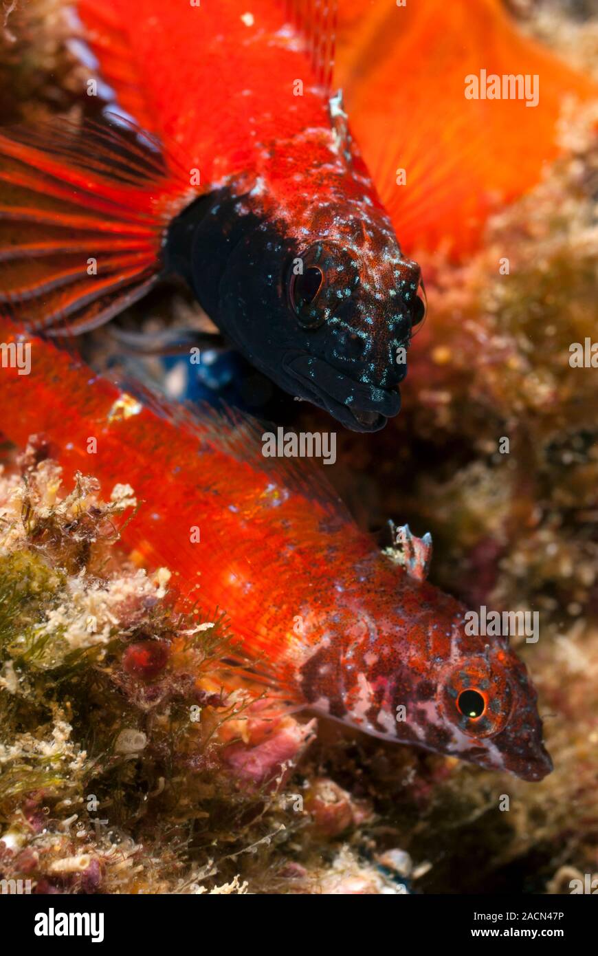 Triplefin blennies. Breeding pair of Tripterygion sp. triplefin ...