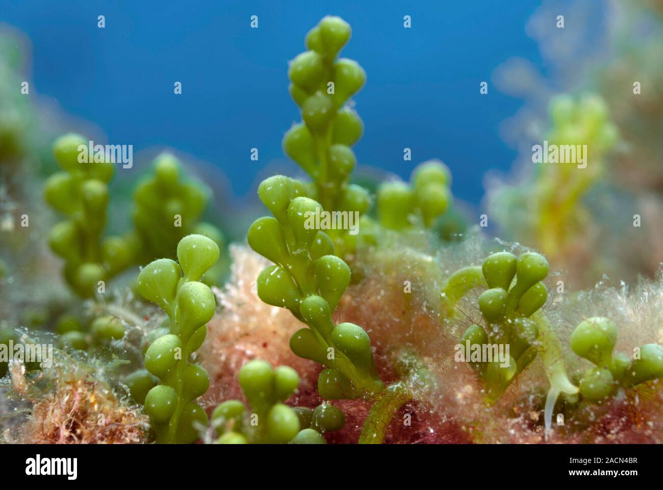 Invasive seaweed. Closeup of Caulerpa racemosa green algae. This