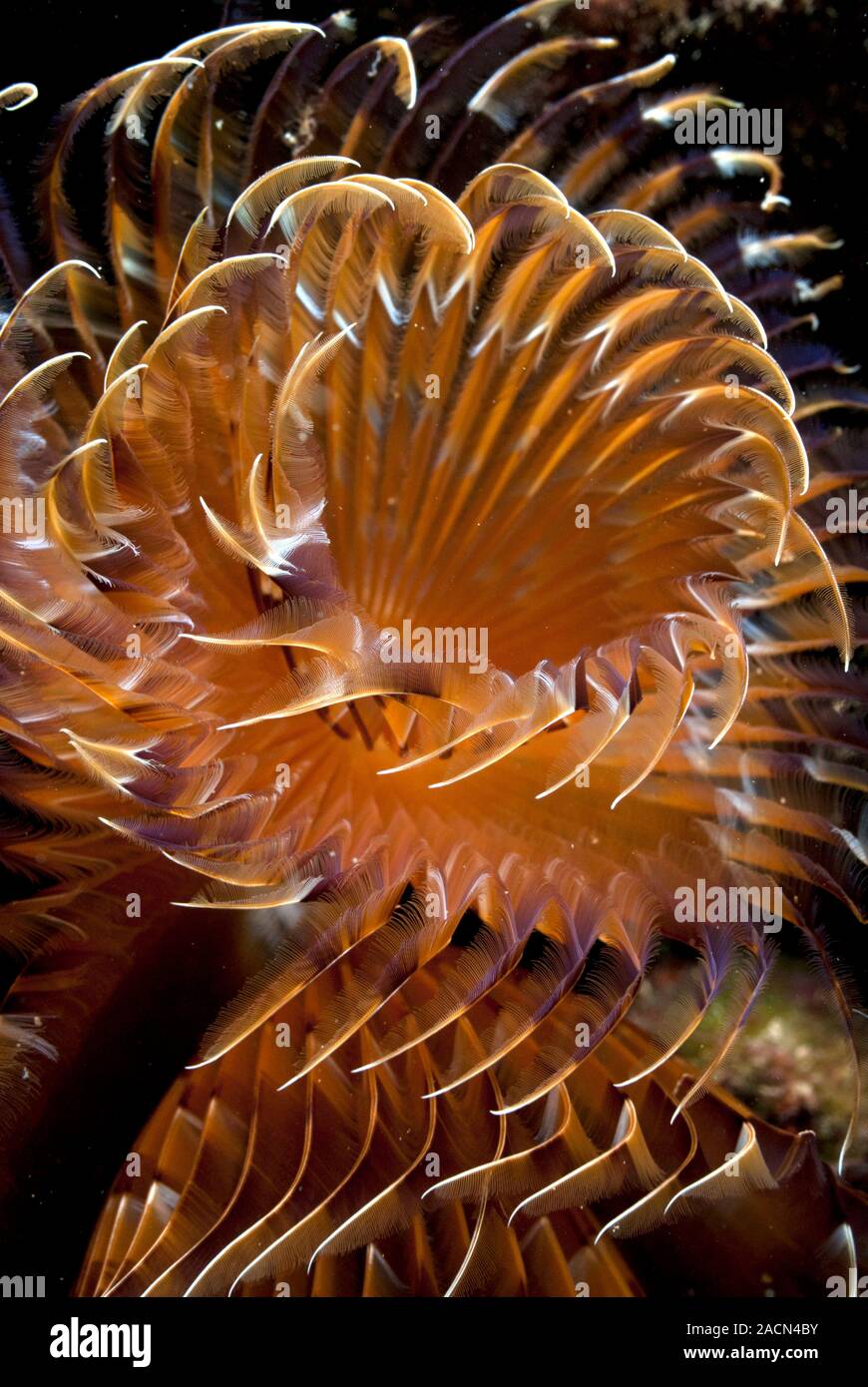 feather-duster-worm-close-up-of-the-tentacled-head-of-a-marine
