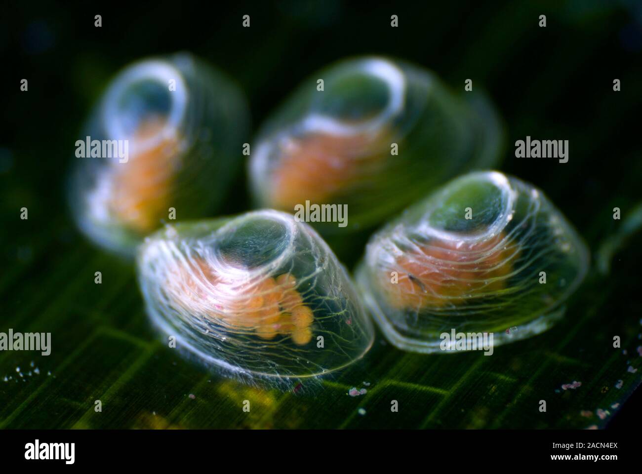 Sea snail eggs on seagrass. Closeup of clusters of snail eggs on a
