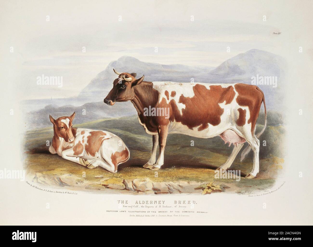 Alderney Cattle. 19th-century artwork of a cow and calf of the Alderney ...