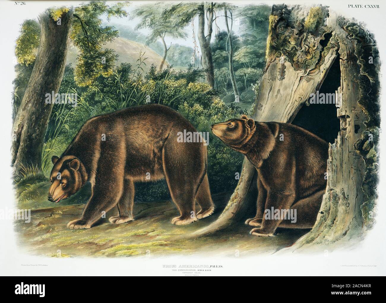 Cinnamon bear (Ursus americanus cinnamomum) pair. This is a subspecies ...