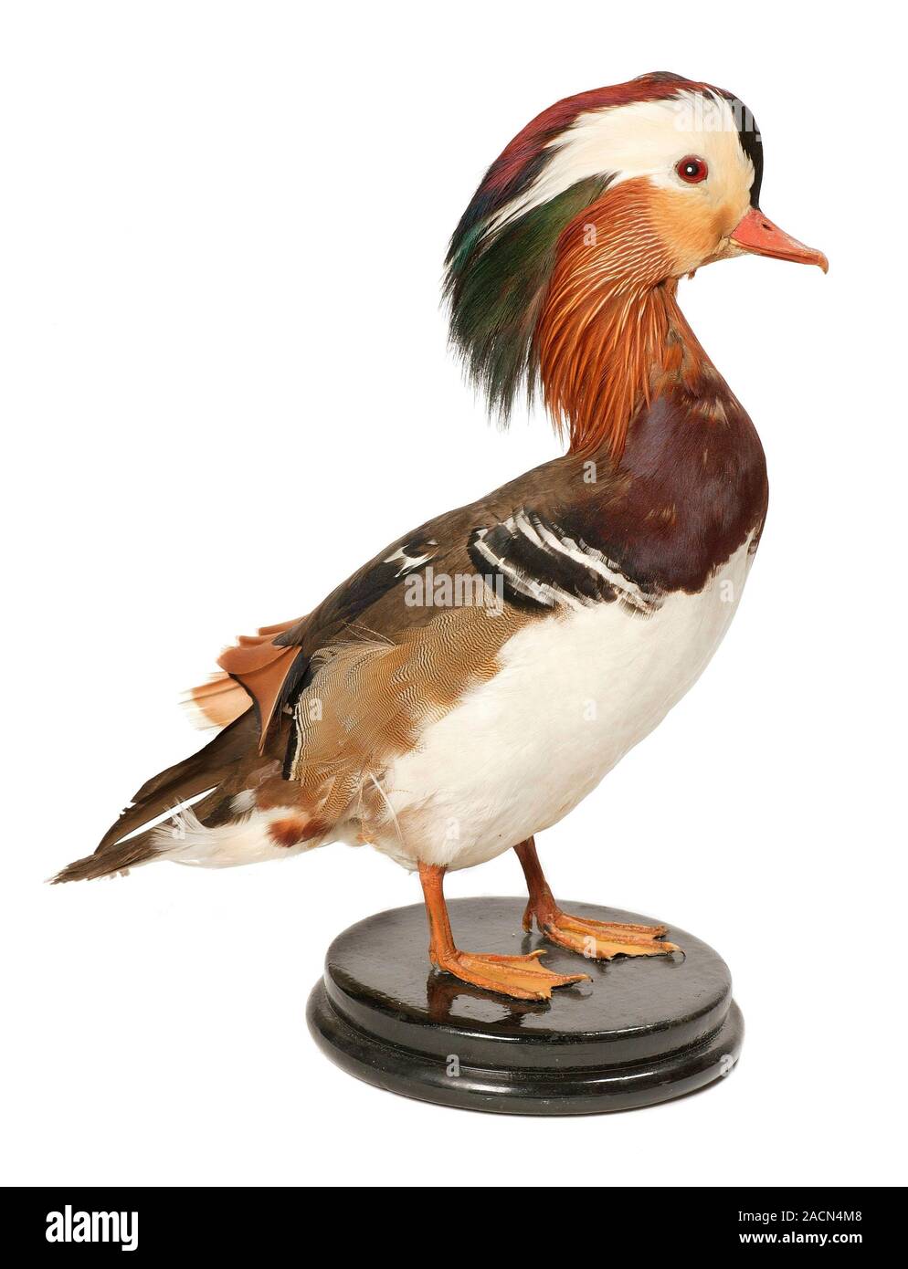 Male mandarin duck (Aix galericulata) in nonbreeding (eclipse) plumage