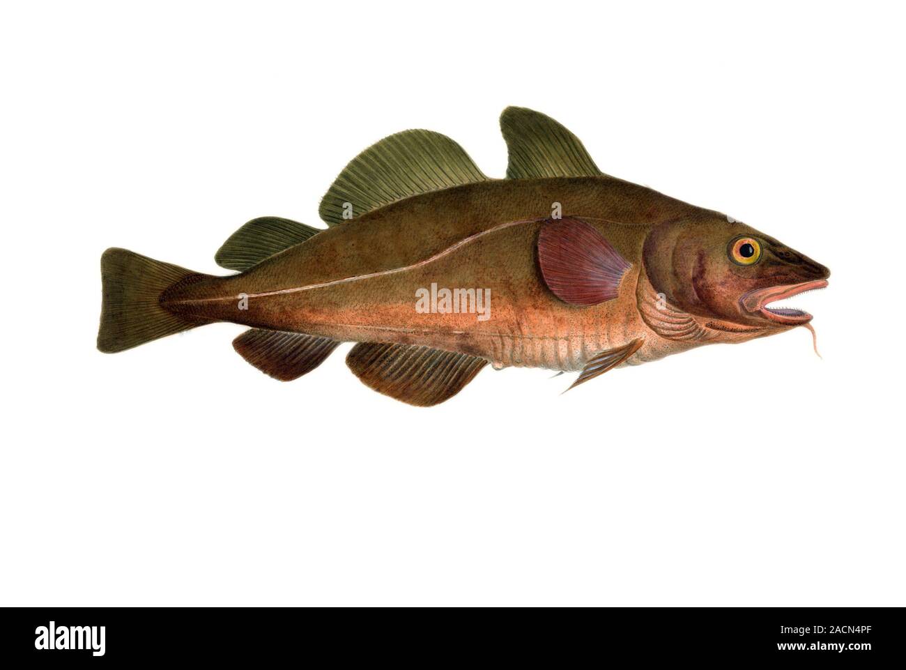 Watercolour Cod Atlantic cod (Gadus morhua). Plate 81 from 'Watercolour drawings of ...