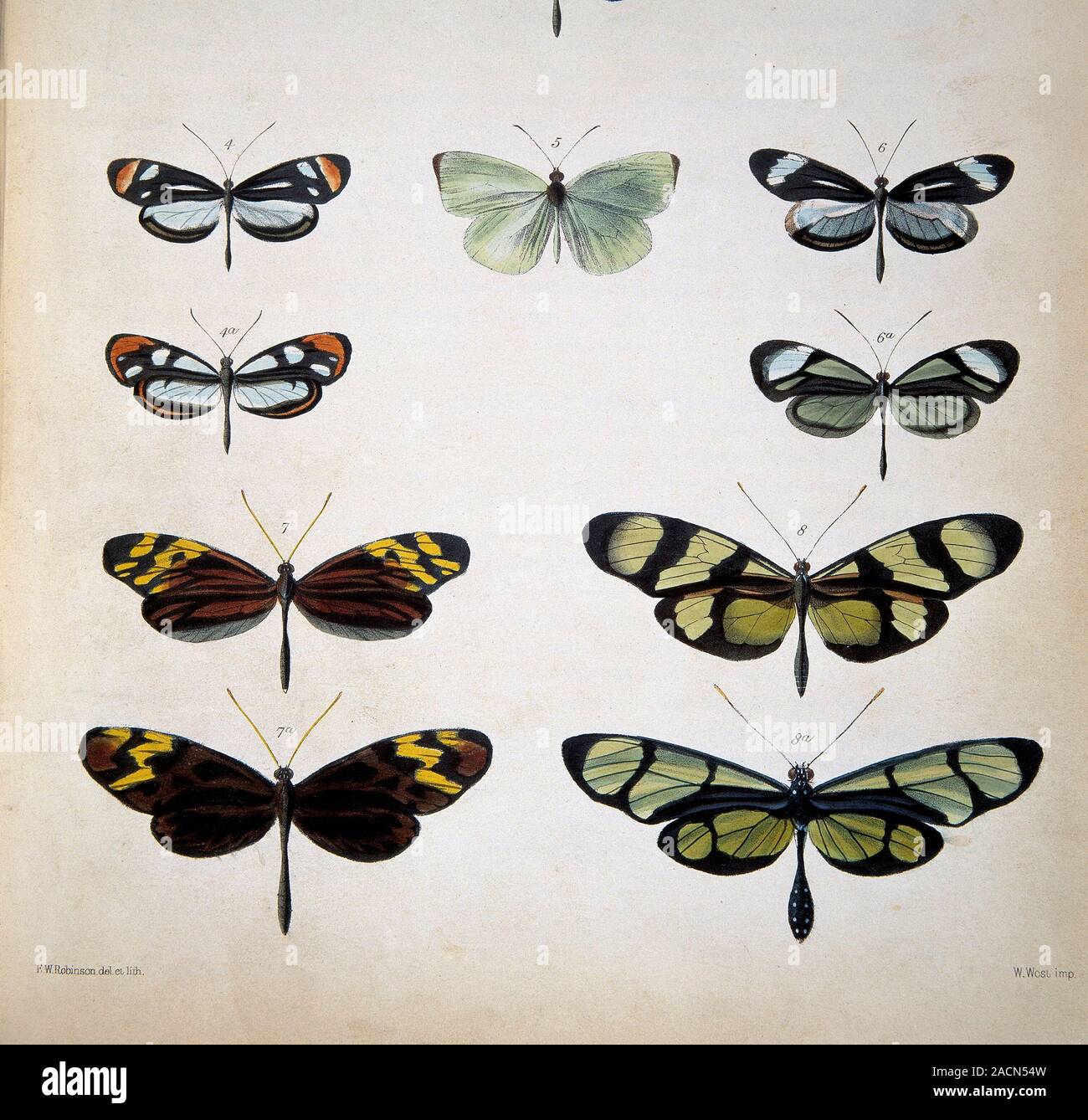 Examples of mimicry among butterflies. Artwork from 'On the lepidoptera of the Amazon Valley. Transactions of the Linnean Society' (1862), by Henry Wa Stock Photo