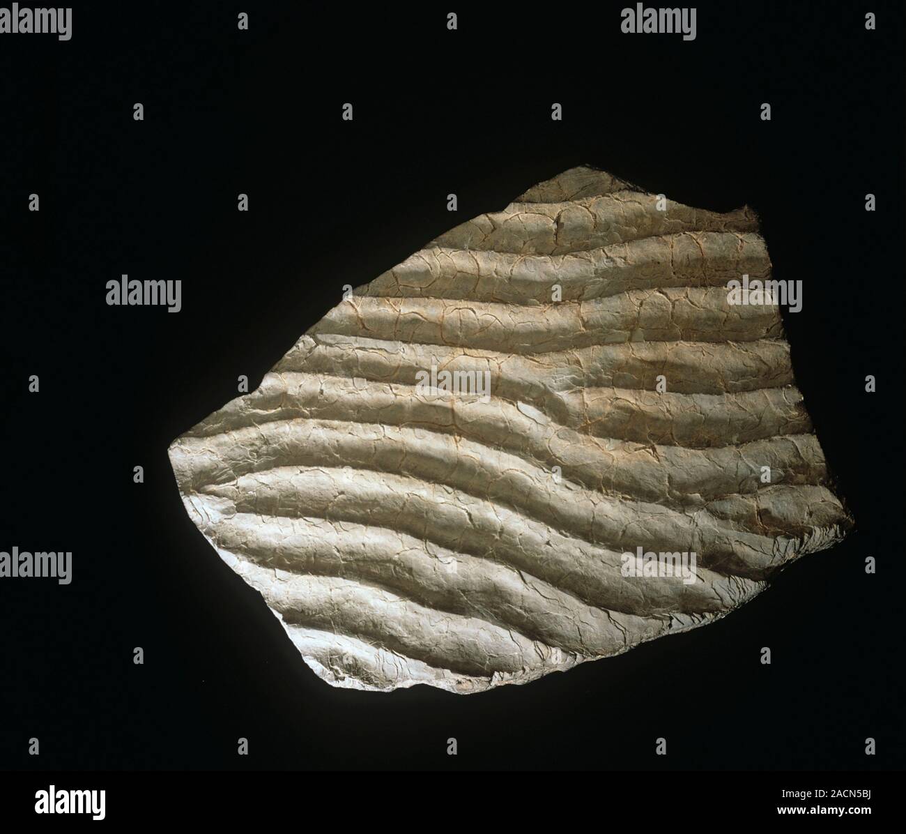 Fossilied ripple marks in a piece of sedimentary rock. The ripples are evidence of flowing waters. Stock Photo