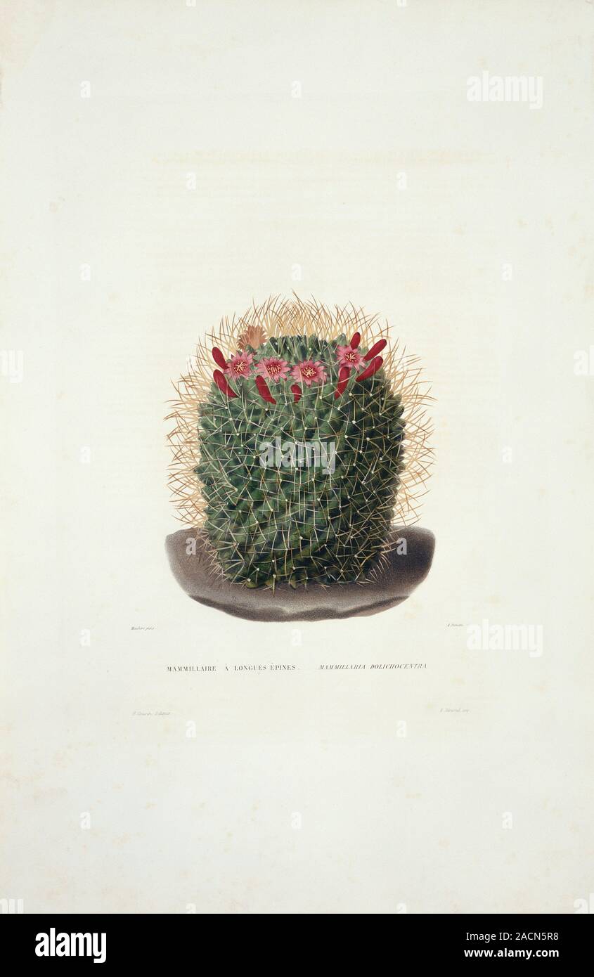 Ruby dumpling (Mammillaria dolichocentra) cactus in flower ...
