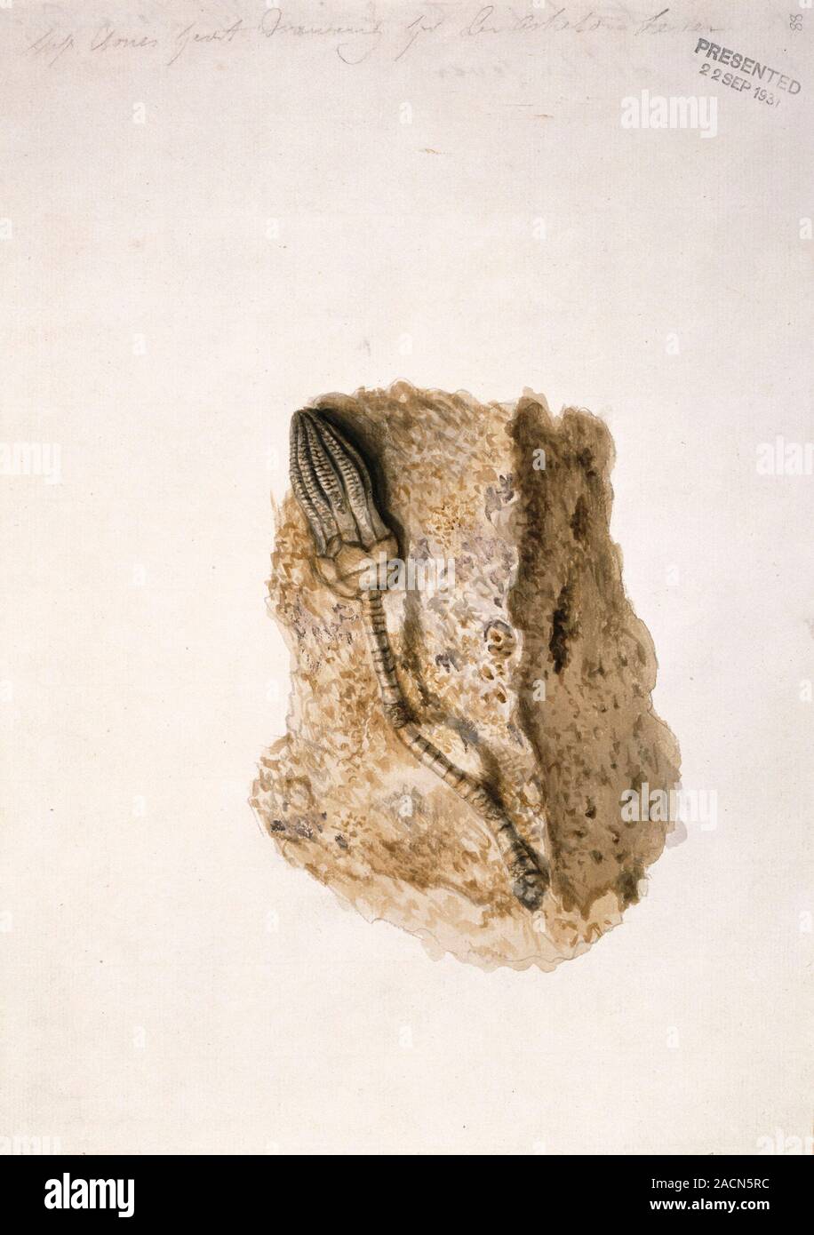 Fossil crinoid, watercolour by Sarah Stone (1760-1844). Crinoids, or