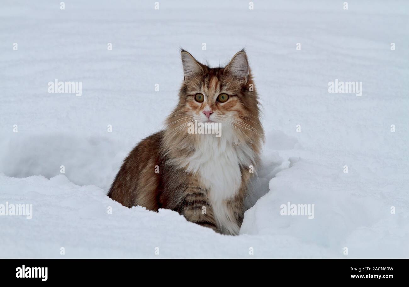 Wild tortoiseshell cat hires stock photography and images Alamy