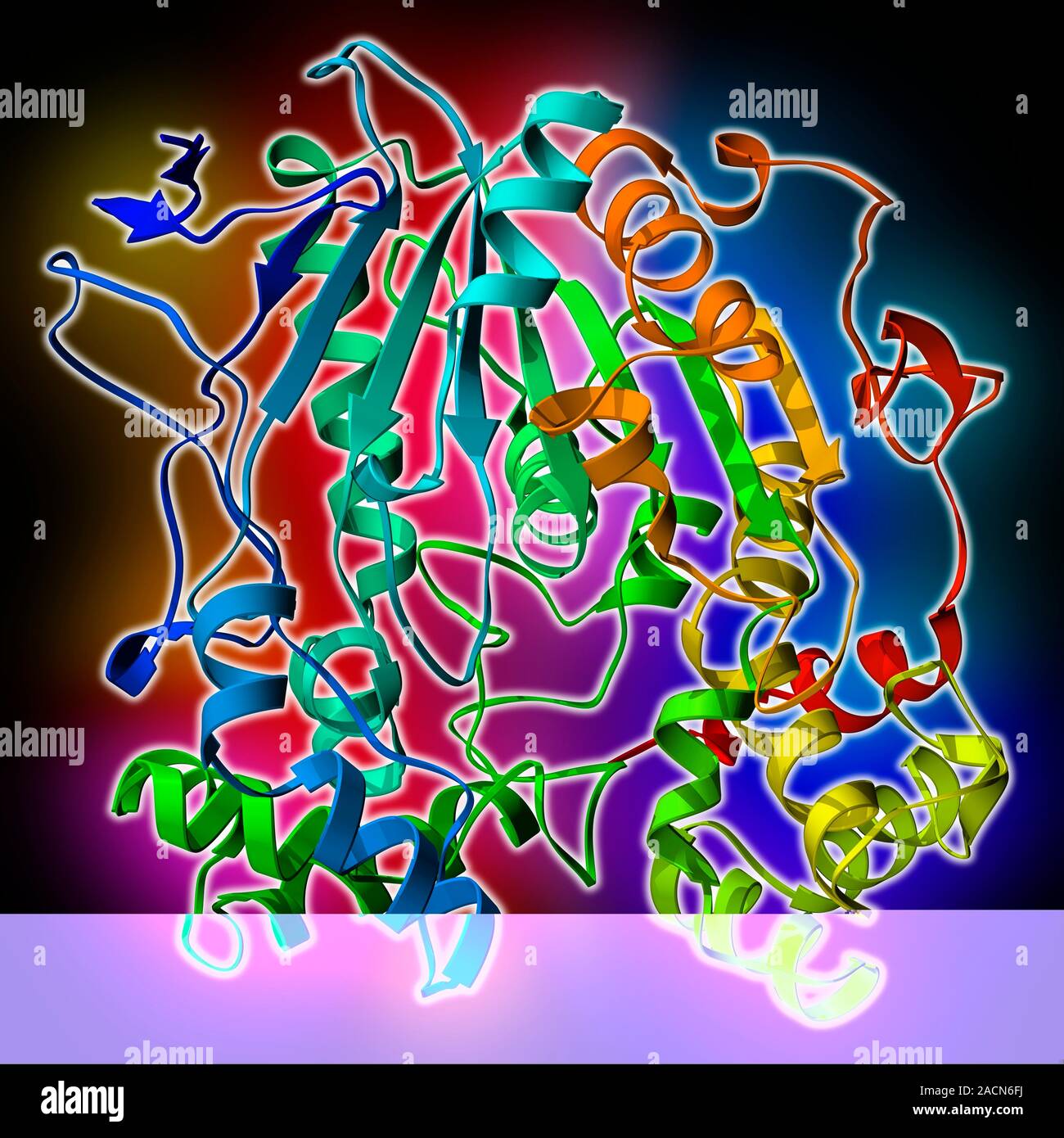 Yeast fungus lipase enzyme, molecular model showing secondary structure
