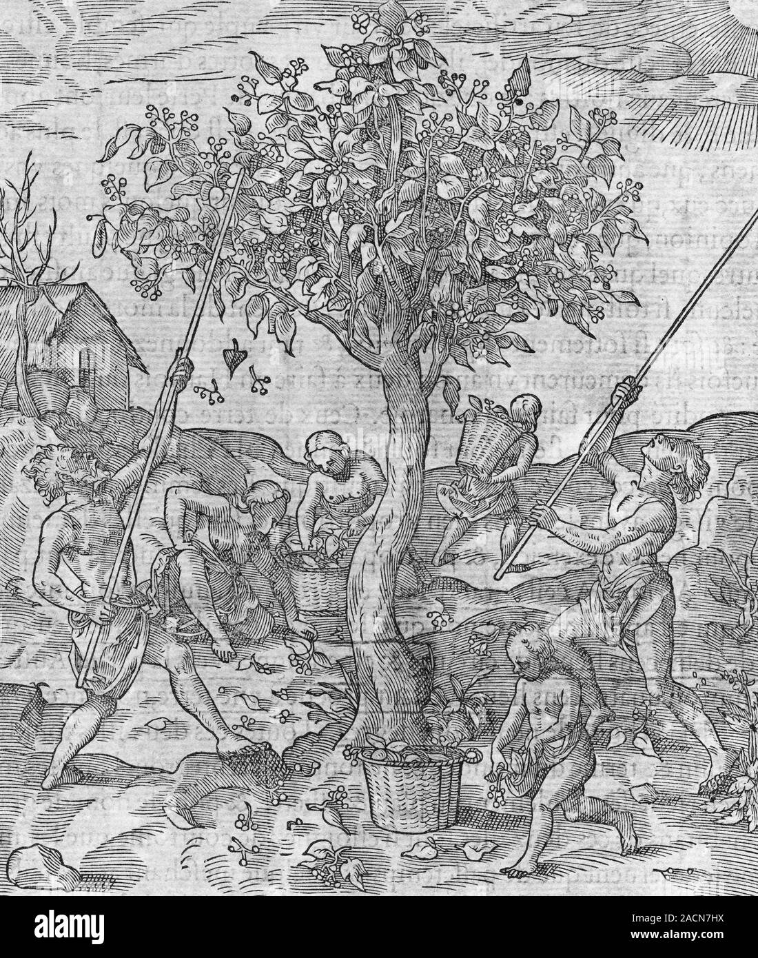 Pepper tree cultivation. 16th-century artwork of people cultivating a ...