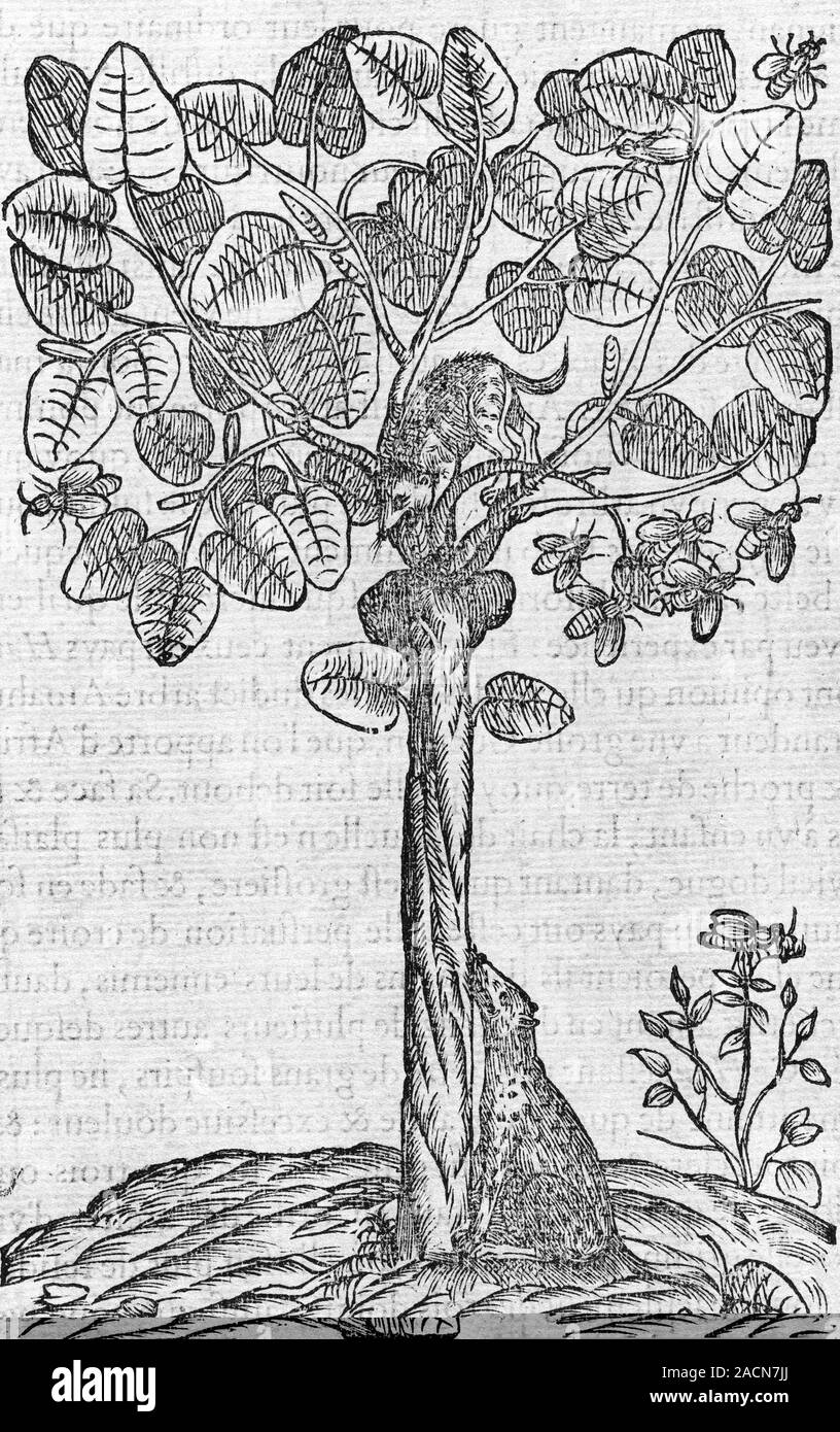 South American tree. 16thcentury artwork of a tree called 'uhebehasoub