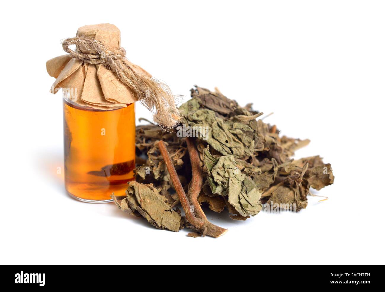 Dried Pachouli plant. Isolated on white background Stock Photo