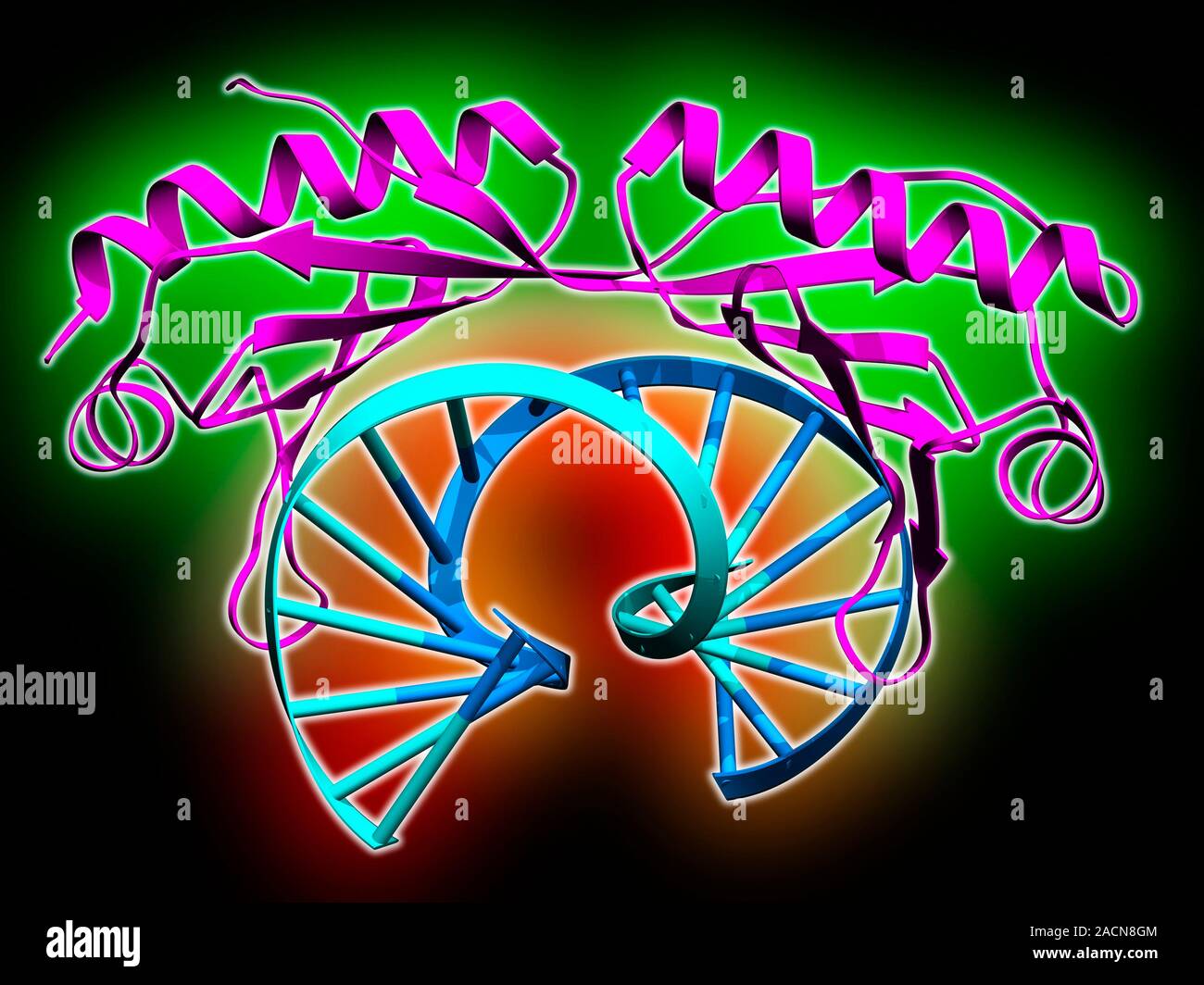TATA boxbinding protein complex. Molecular model showing a TATA box