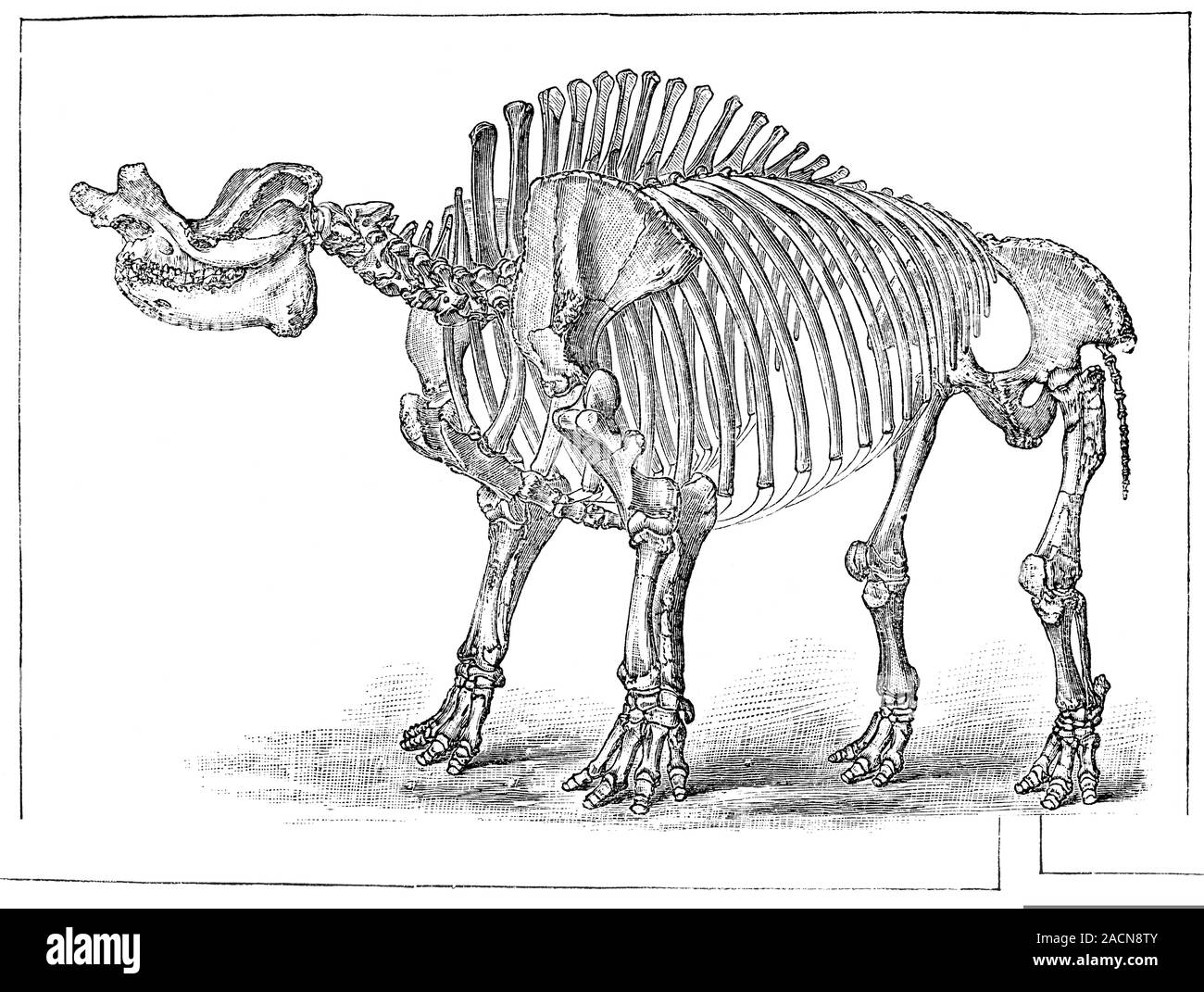 Titanotherium fossil skeleton, 19th-century artwork. This large extinct