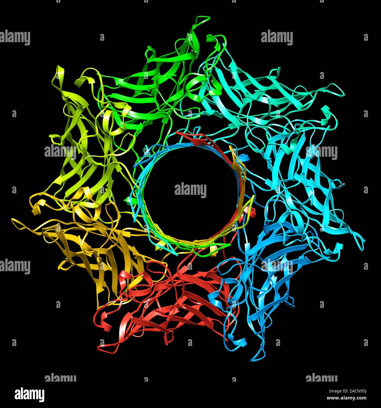 Structure of staphylococcal alpha-hemolysin, a heptameric transmembrane pore. Computer artwork of the ribbon structure of the pore forming-toxin from Stock Photo