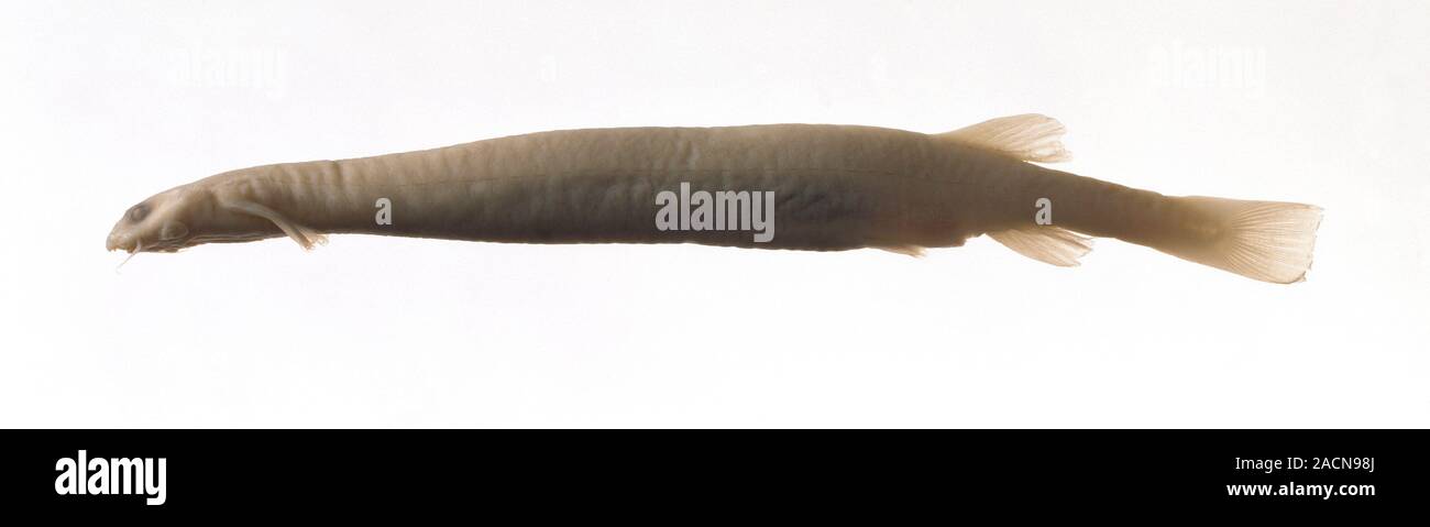 Antoinette From Catfish Twerking