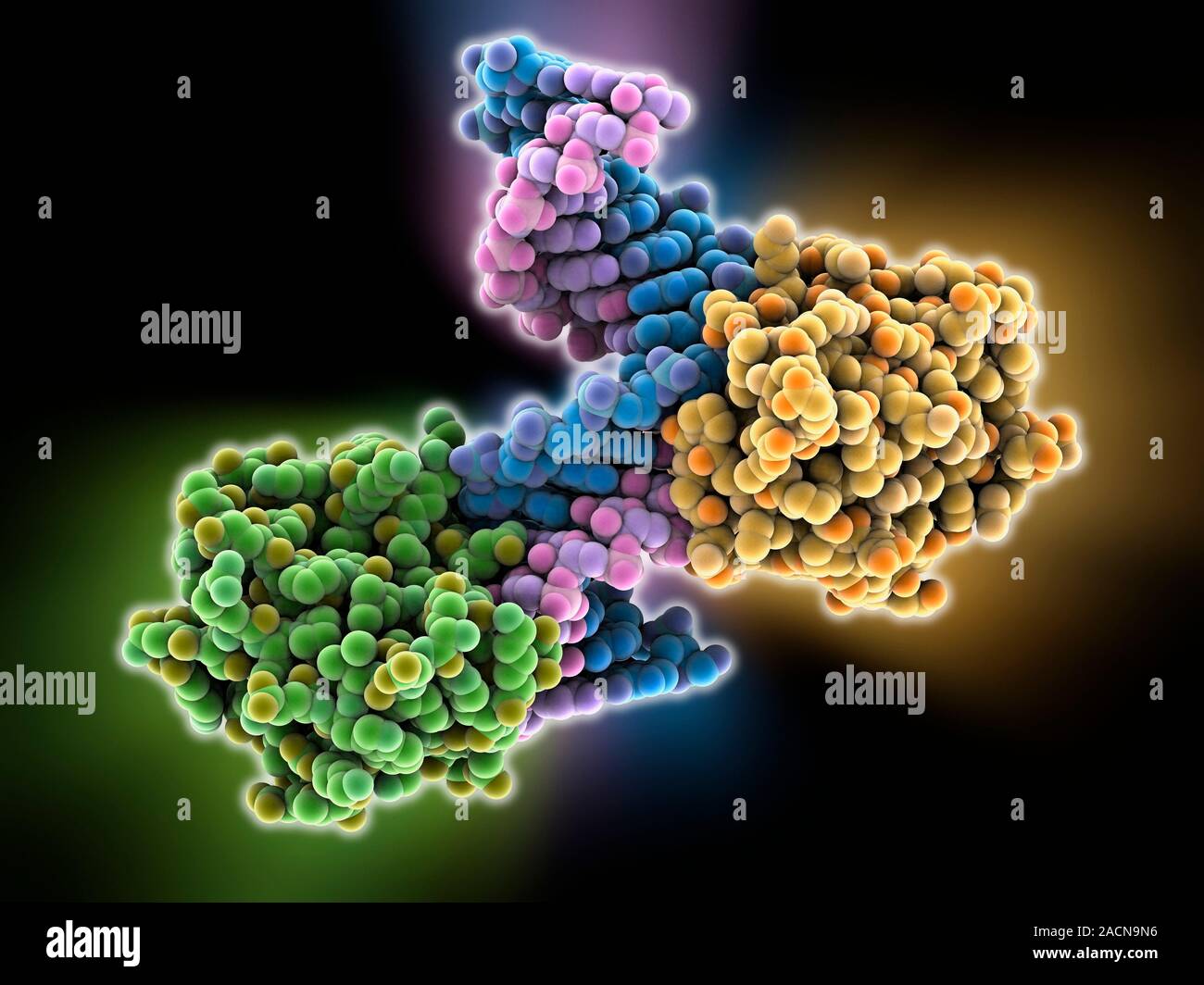 Ribonuclease with RNA/DNA hybrid. Molecular model of Ribonuclease H