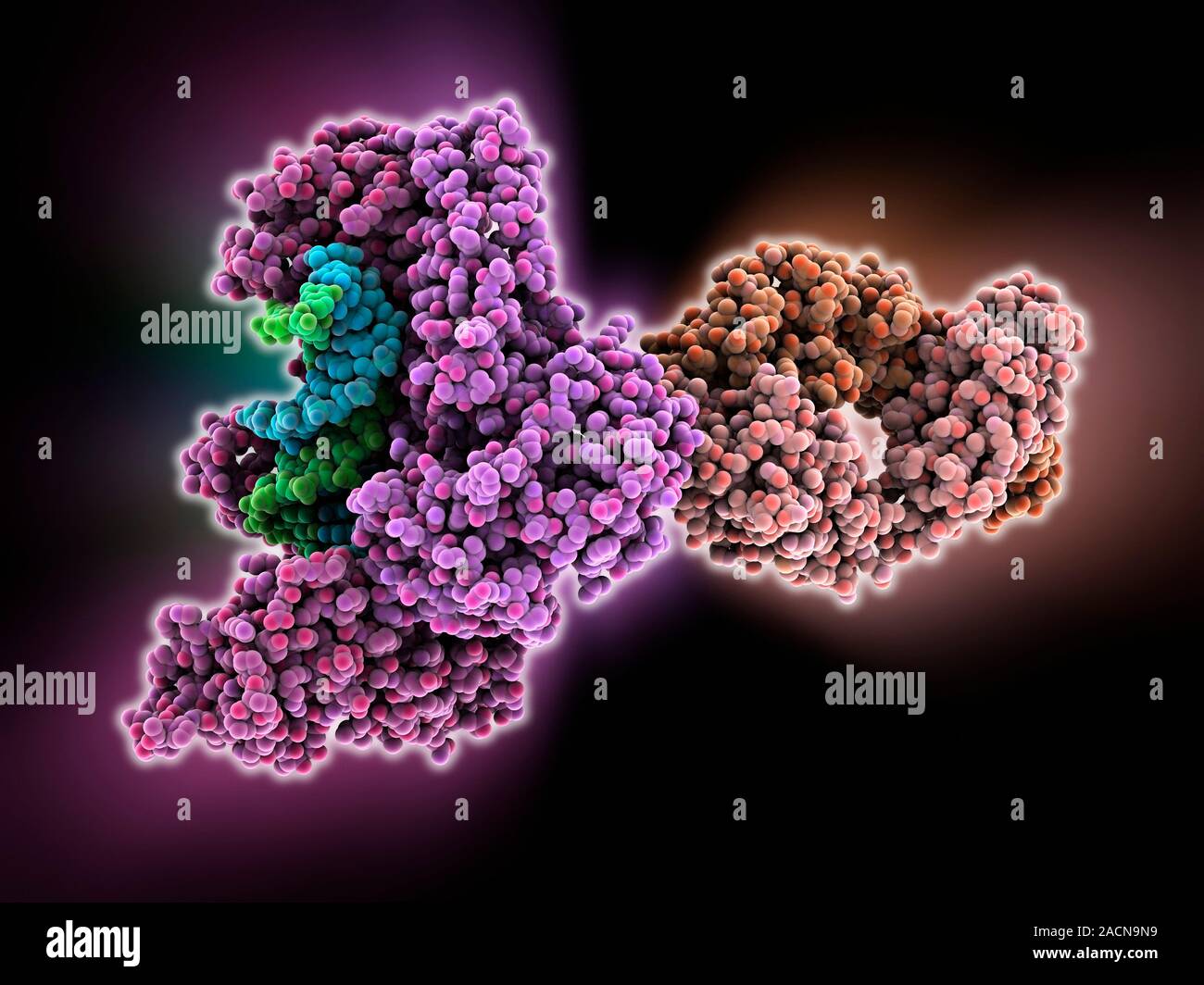 HIV reverse transcription enzyme. Molecular model of the reverse transcriptase enzyme (pink