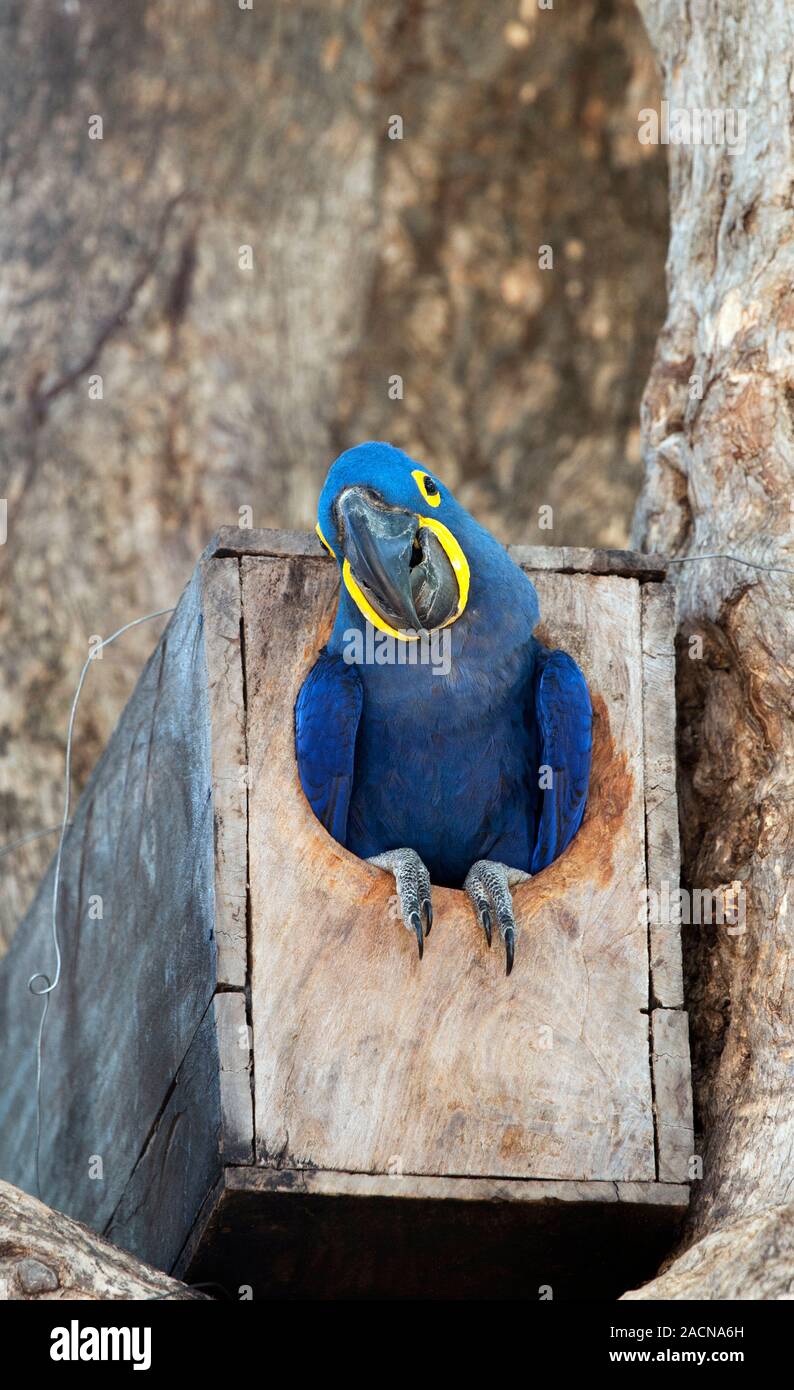 Photo inspiration: Hyacinth Macaw In A Nesting Box The Hyacinth Macaw Anodorhynchus Photo Inspiration
