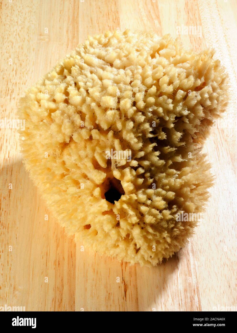 Natural sponge. Sponges (phylum Porifera) are simple multicellular