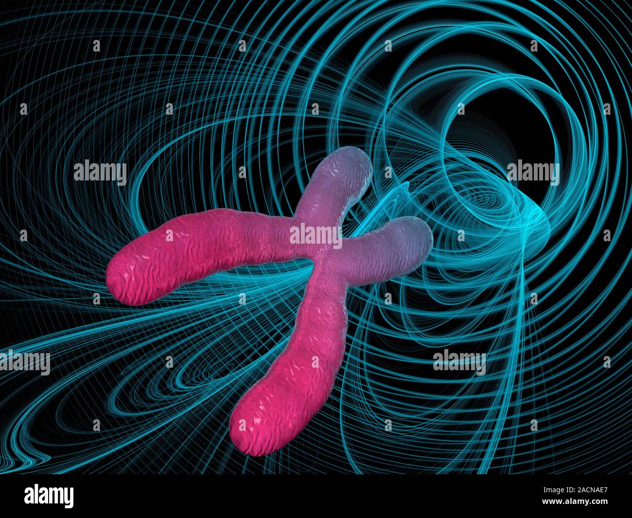 Chromosome. Computer artwork of a human chromosome. Chromosomes are ...