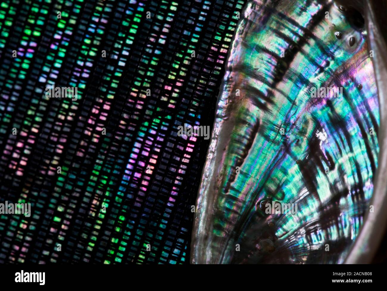 Mother Shell Mother of pearl fabric. Close-up of a fabric (left) and the interior of ...
