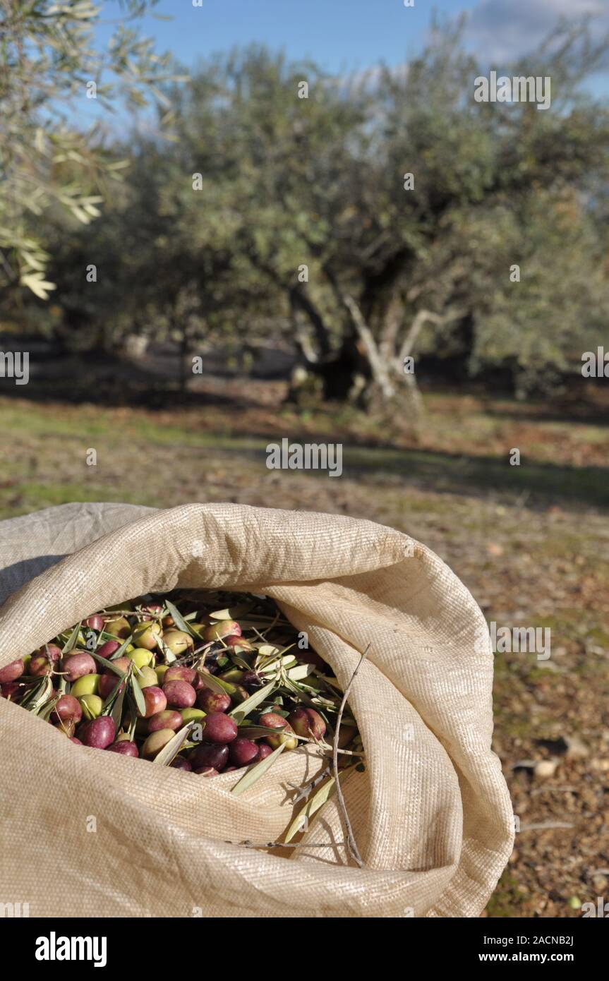 Harvested fresh olives in sacks in a field Stock Photo