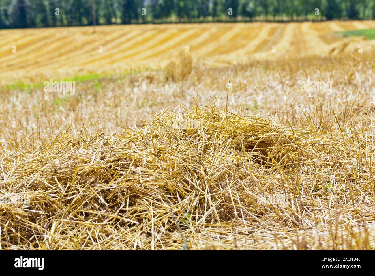 post-harvest cereal field Stock Photo - Alamy
