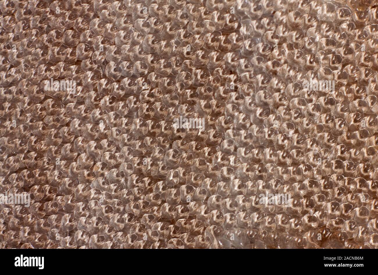 Shark skin. Close-up of the skin of a shark, showing the numerous