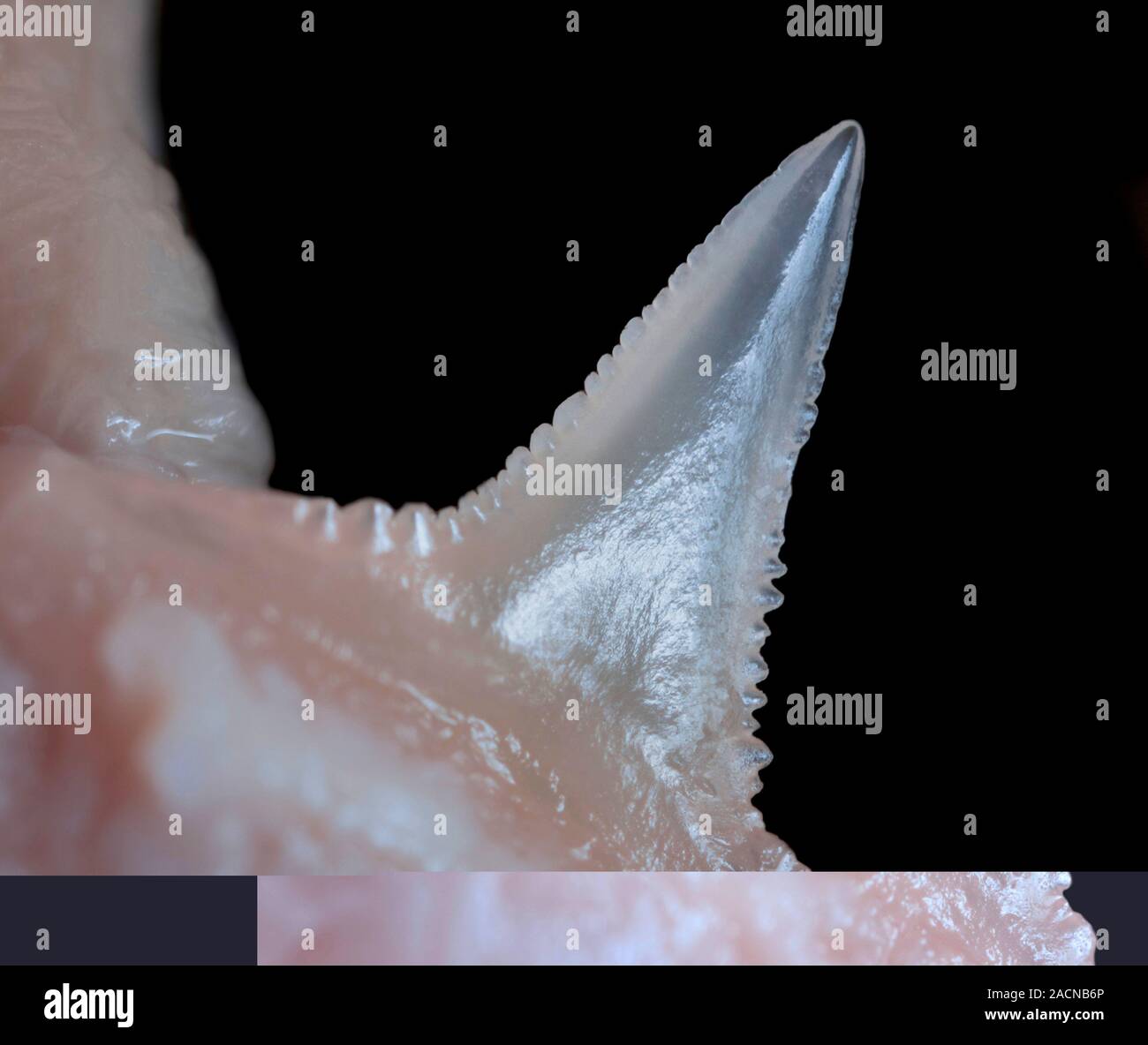 Shark tooth. Close-up of a tooth in the mouth of a shark, showing its