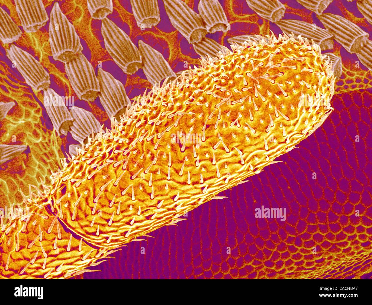 Carpet beetle (family Dermestidae) antenna, coloured scanning electron