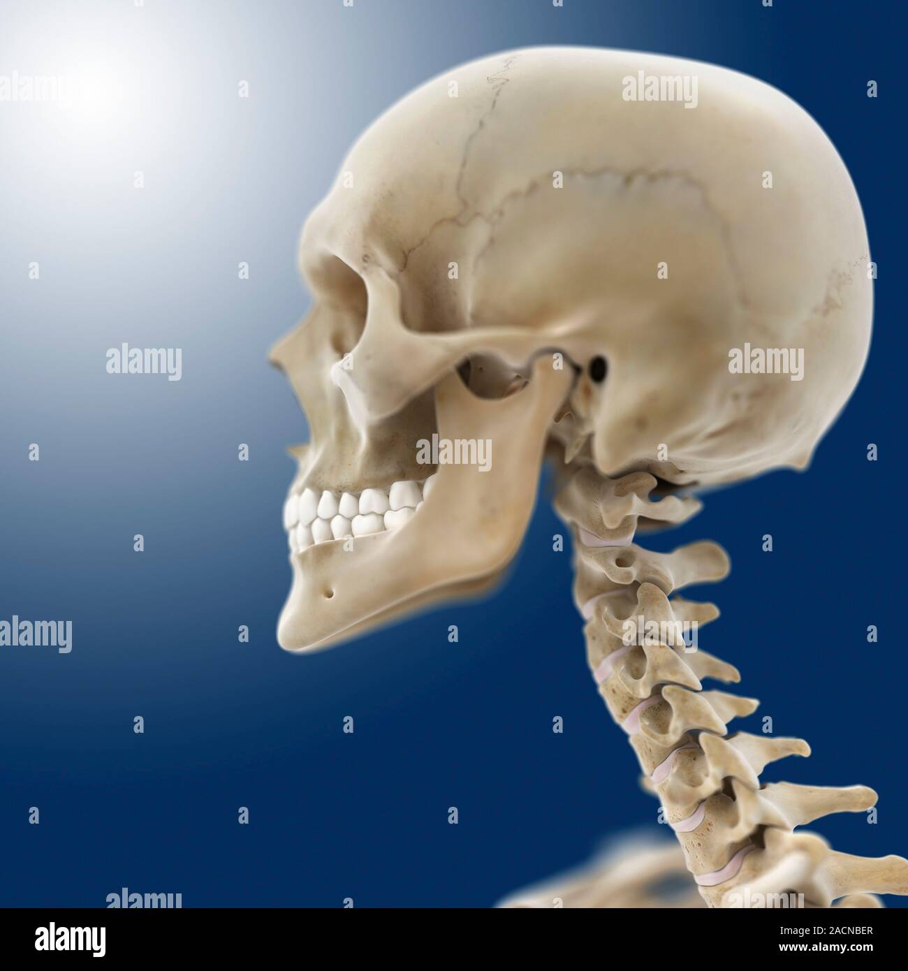 Human skull, computer artwork Stock Photo - Alamy