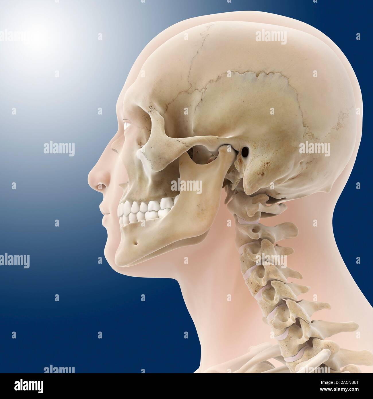 Human skull, computer artwork Stock Photo - Alamy