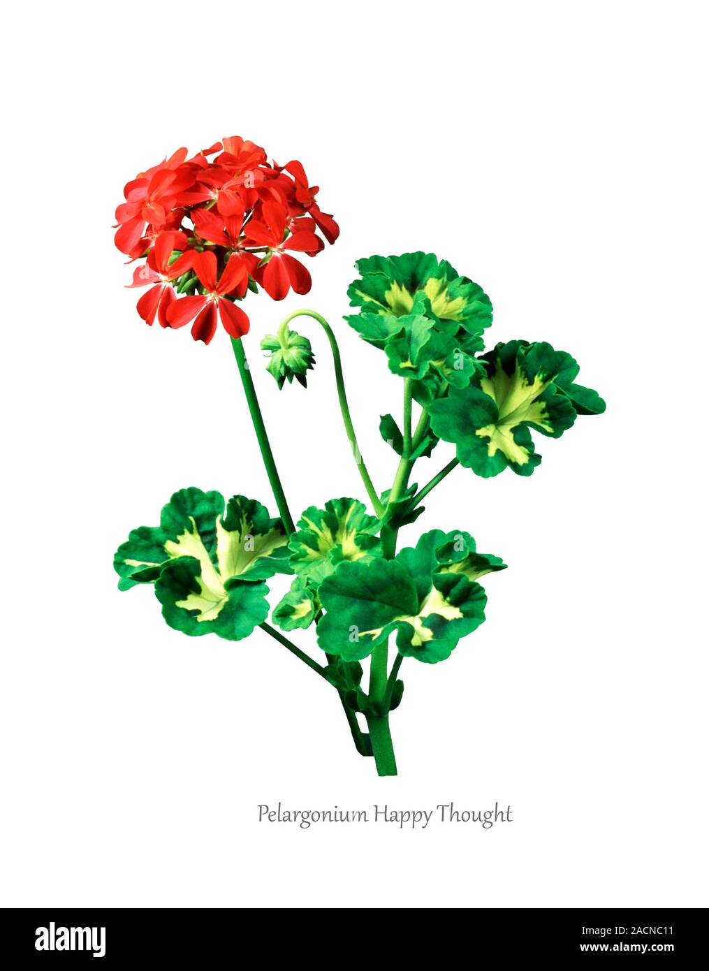 Pelargonium 'Happy Thought', illustration Stock Photo - Alamy